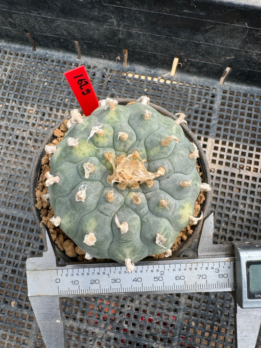 Lophophora williamsii – Peyote Cactus (6–7 cm, Own Root)