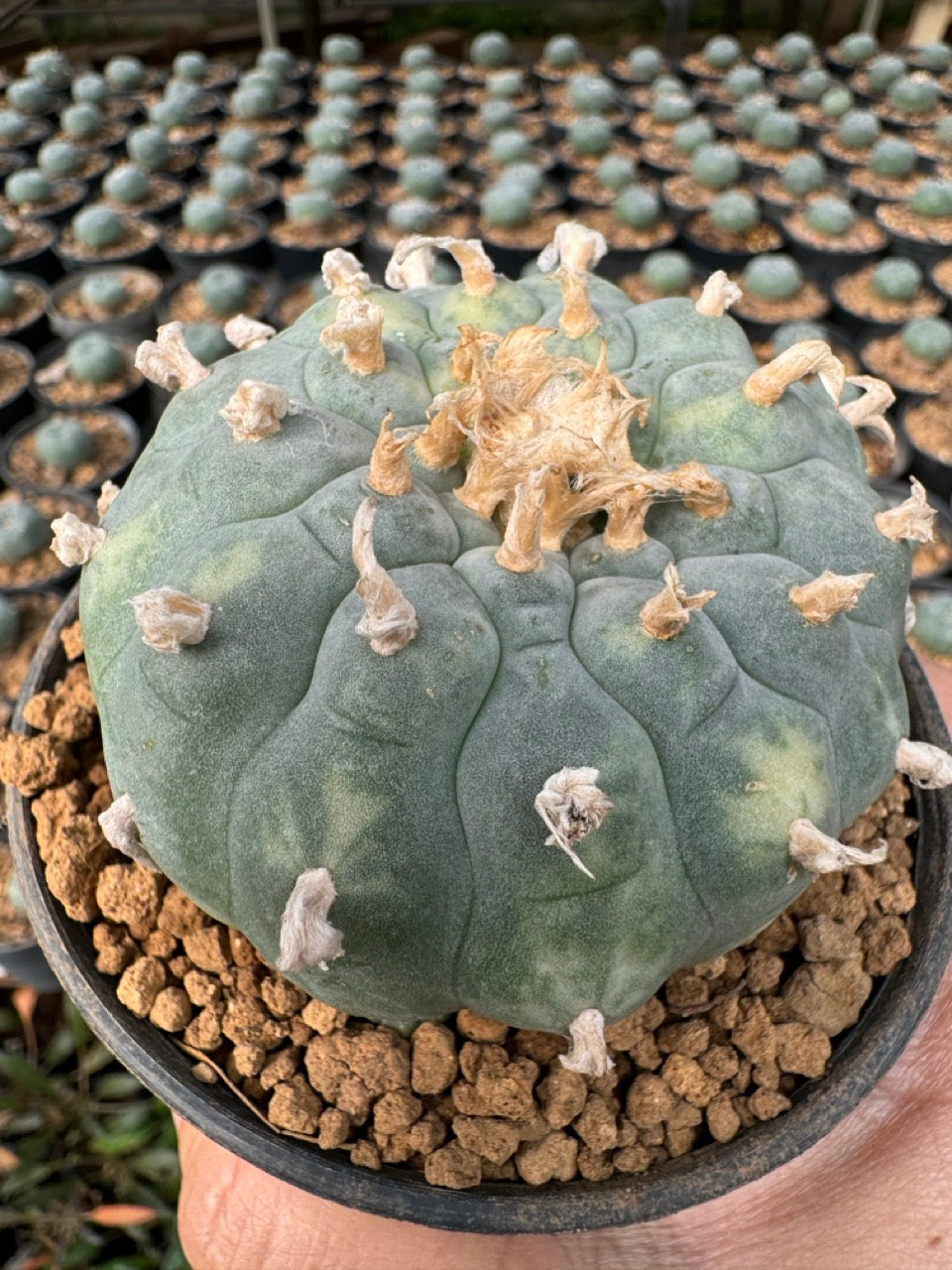 Lophophora williamsii – Peyote Cactus (6–7 cm, Own Root)