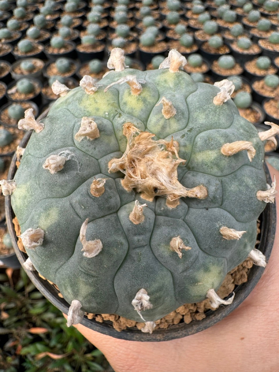 Lophophora williamsii – Peyote Cactus (6–7 cm, Own Root)