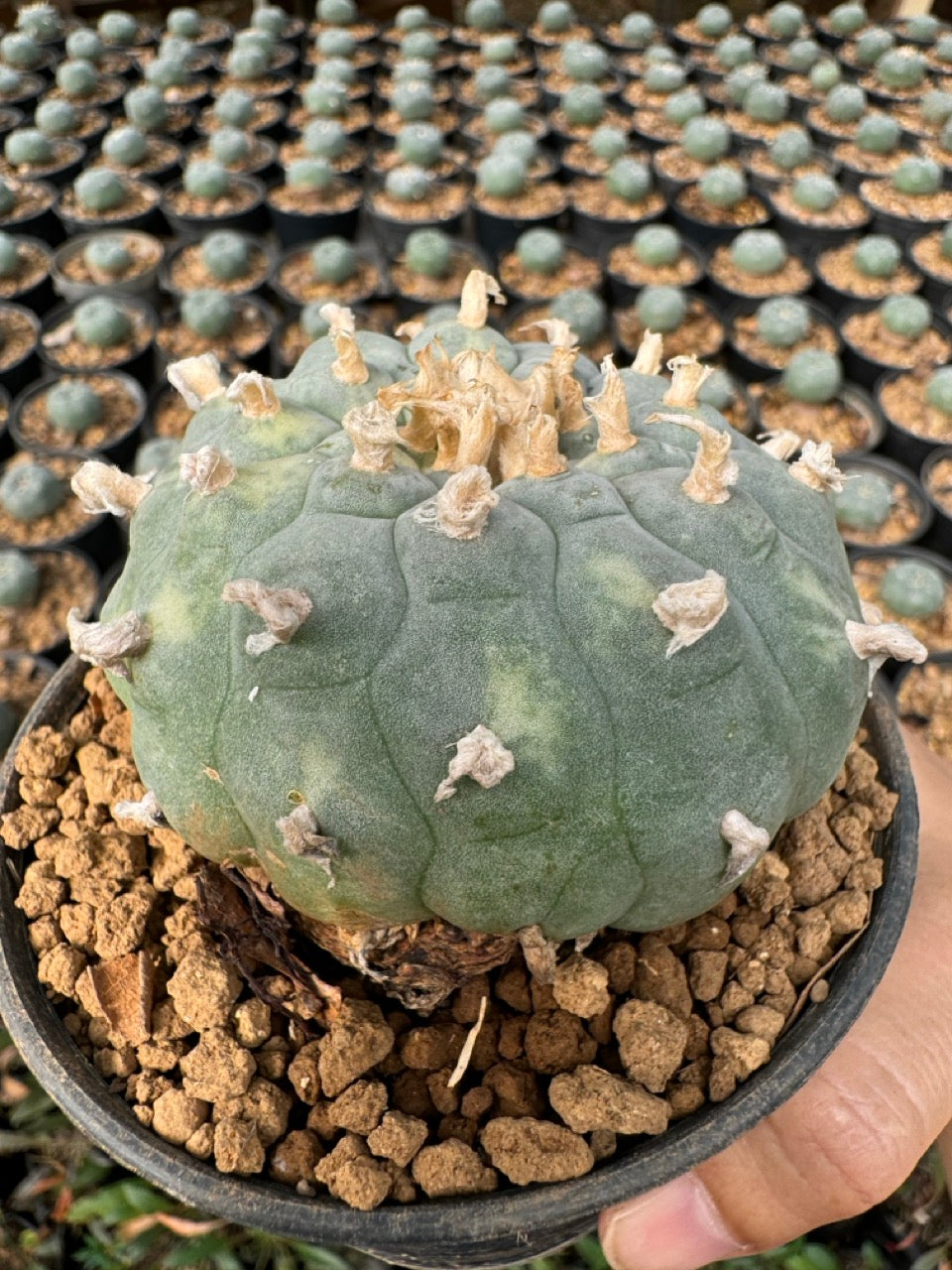 Lophophora williamsii – Peyote Cactus (6–7 cm, Own Root)