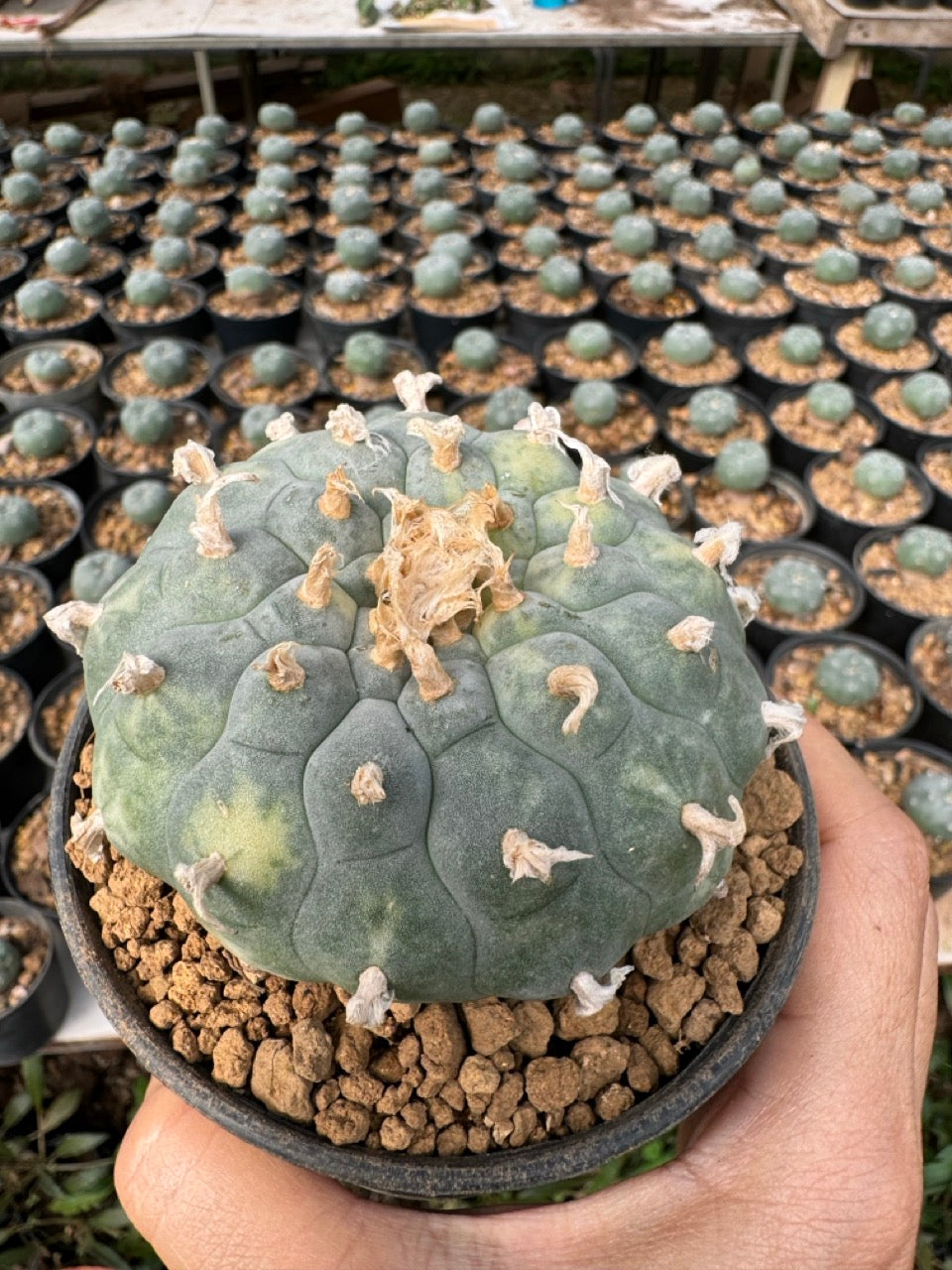 Lophophora williamsii – Peyote Cactus (6–7 cm, Own Root)
