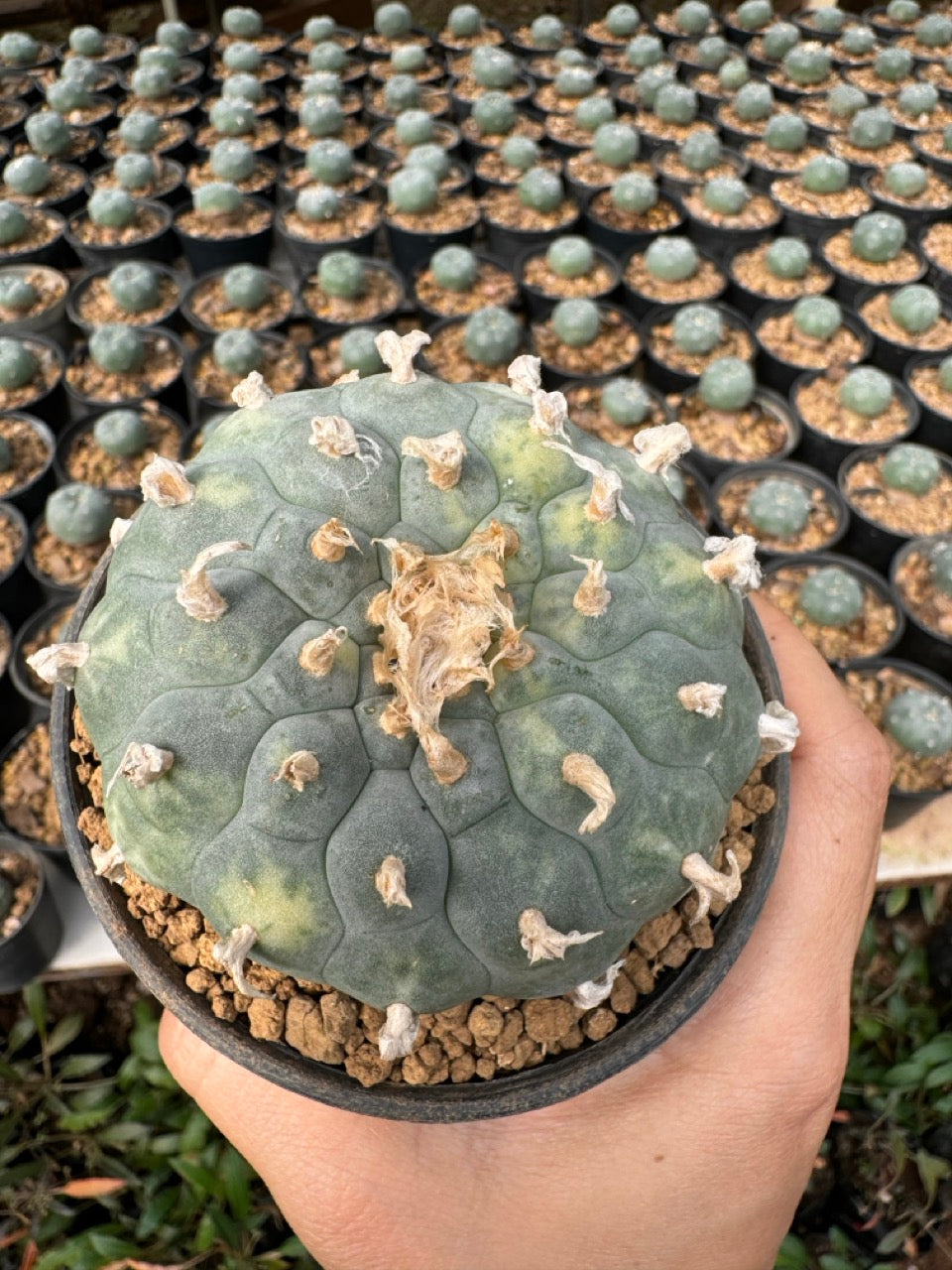 Lophophora williamsii – Peyote Cactus (6–7 cm, Own Root)