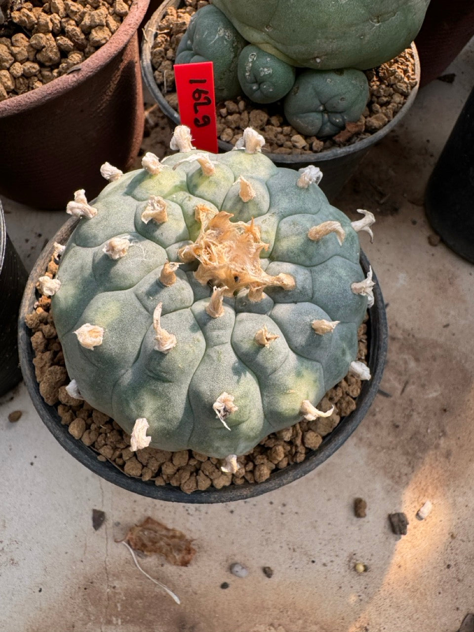 Lophophora williamsii – Peyote Cactus (6–7 cm, Own Root)