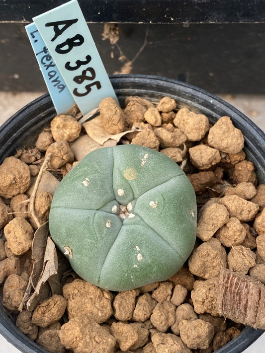 Lophophora williamsii size 4-5 cm ownroot #lophophorawilliamsii