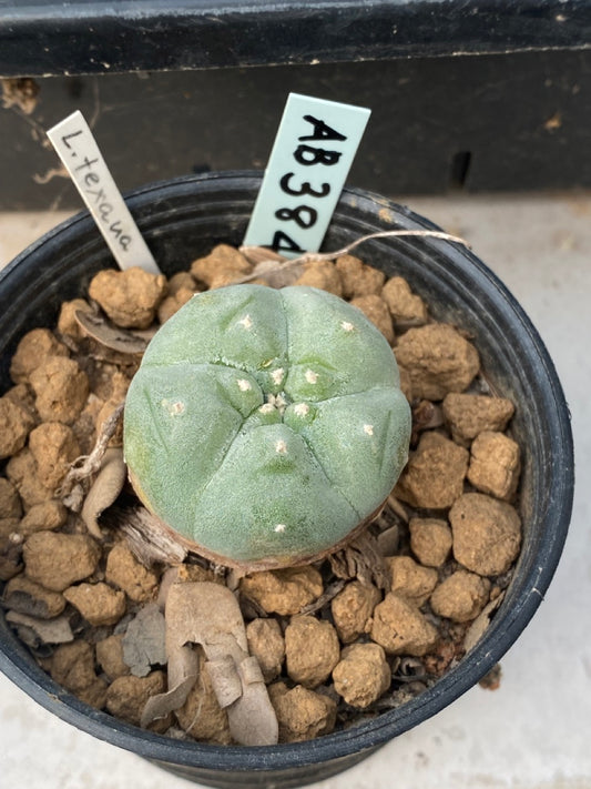 Lophophora williamsii size 4-5 cm ownroot #lophophorawilliamsii