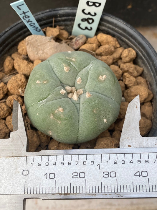 Lophophora williamsii size 4-5 cm ownroot #lophophorawilliamsii