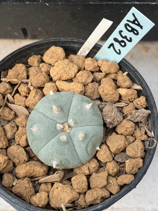 Lophophora williamsii Texana size 4-5 cm ownroot #lophophorawilliamsii