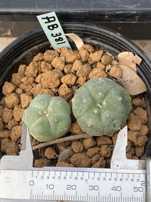 Lophophora williamsii size 4-5 cm ownroot #lophophorawilliamsii