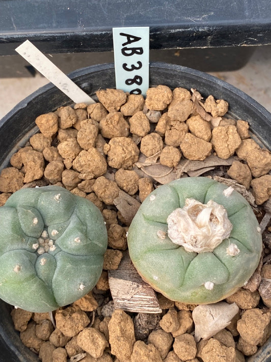 Lophophora williamsii size 4-5 cm ownroot #lophophorawilliamsii