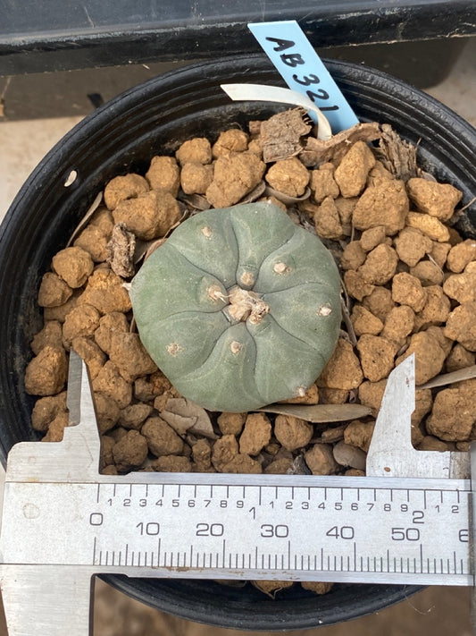 Lophophora williamsii Texana size 4-5 cm ownroot #lophophorawilliamsii