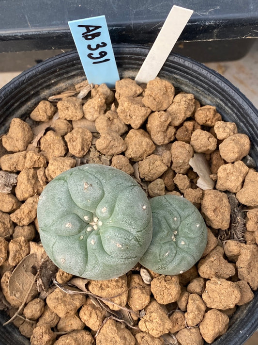 Lophophora williamsii size 4-5 cm ownroot #lophophorawilliamsii