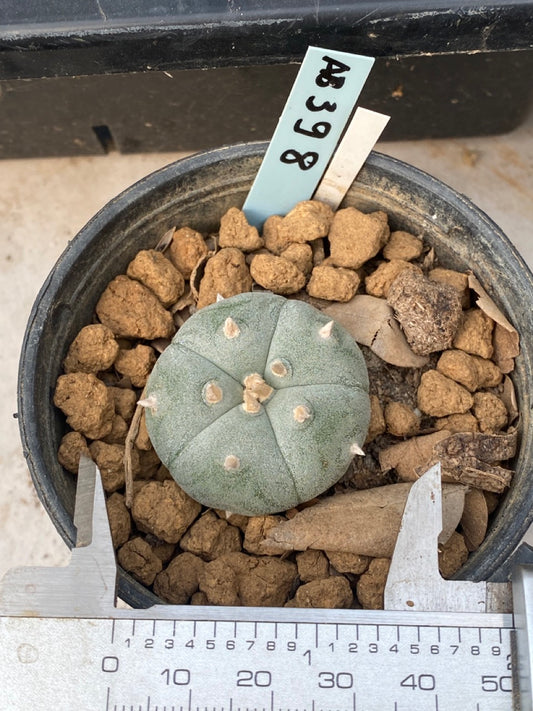 Lophophora williamsii Texana size 4-5 cm ownroot #lophophorawilliamsii