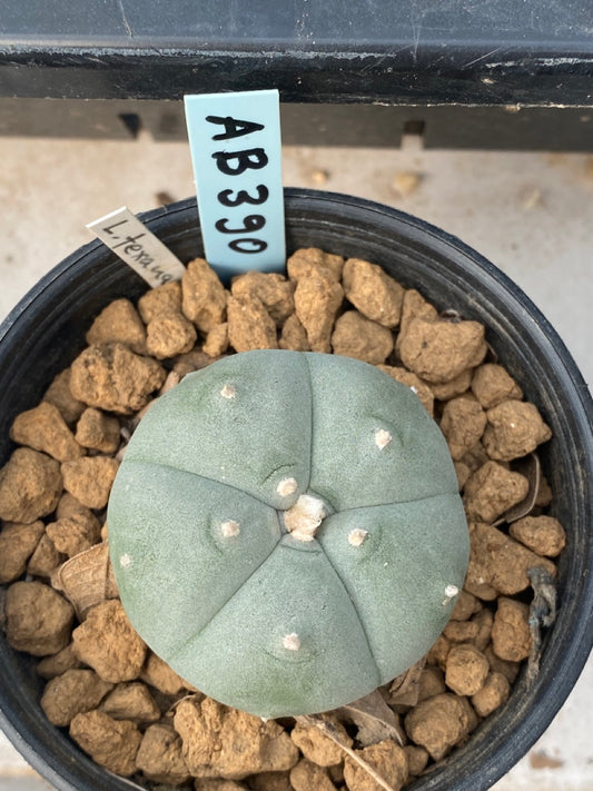 Lophophora williamsii Texana size 4 cm ownroot