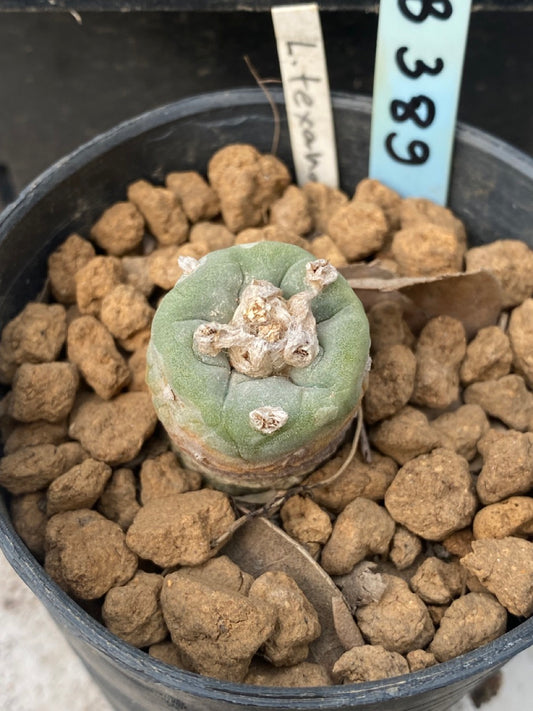 Lophophora williamsii size 4 cm ownroot