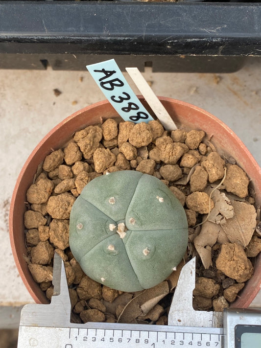 Lophophora williamsii Texana size 4 cm ownroot