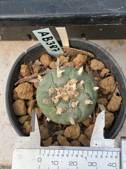 Lophophora williamsii Texana size 4 cm ownroot