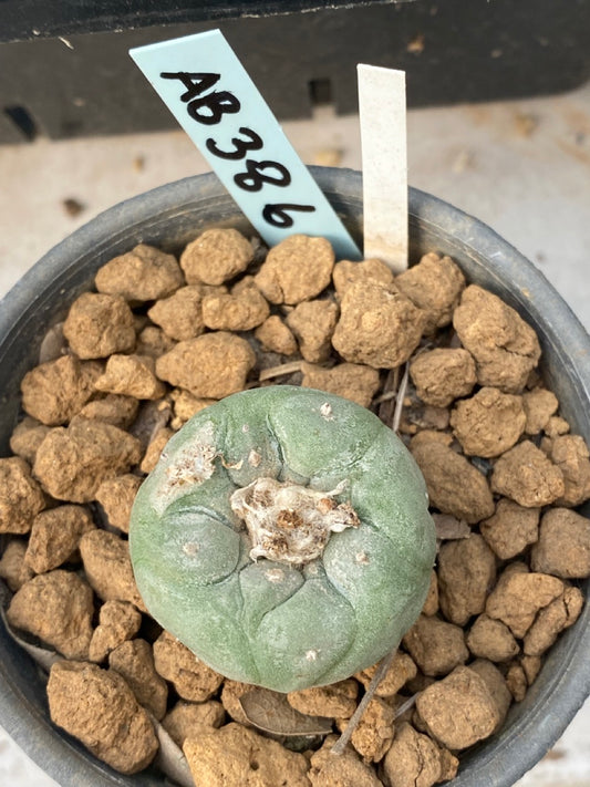 Lophophora williamsii size 4 cm ownroot