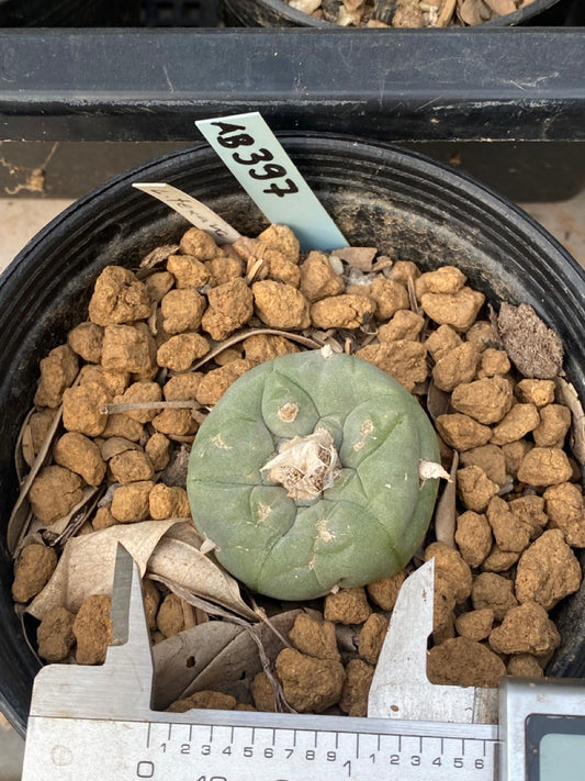 Lophophora williamsii size 4 cm ownroot