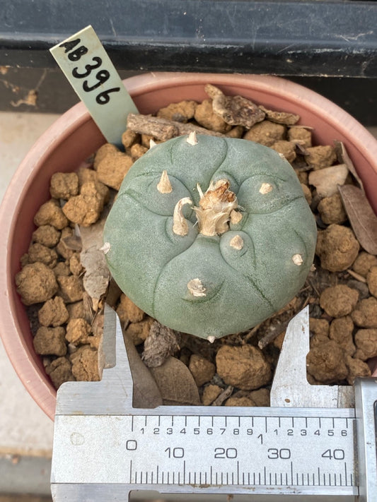 Lophophora williamsii Texana size 4-5 cm 9-10 years old