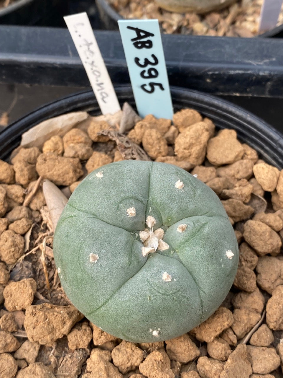 Lophophora williamsii  size 3-4 cm own root