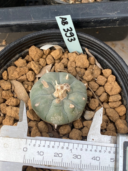 Lophophora williamsii Texana size 3-4 cm own root