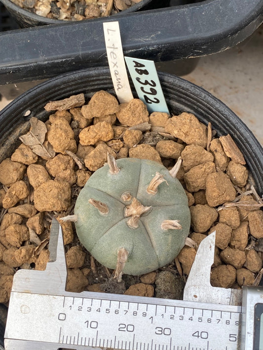 Lophophora williamsii Texana size 3-4 cm own root