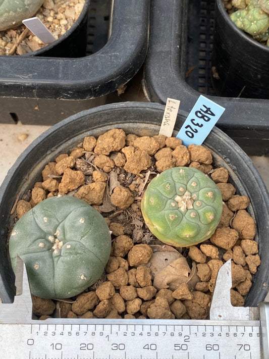 Lophophora williamsii Texana size 3-4 cm own root