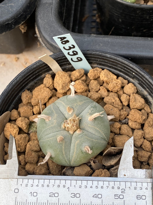 Lophophora williamsii Texana size 3-4 cm own root