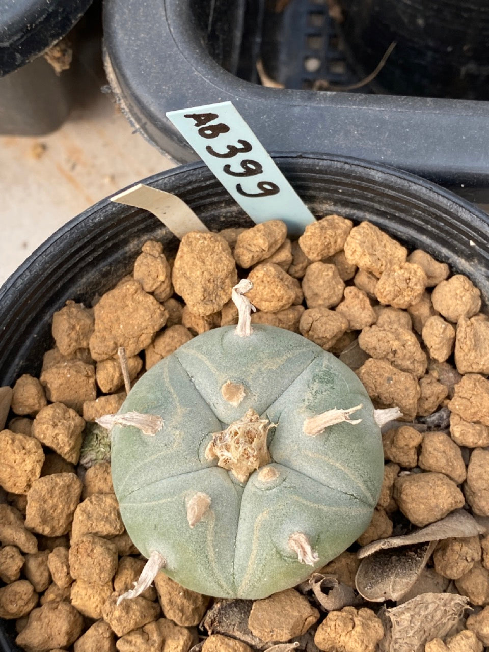 Lophophora williamsii Texana size 3-4 cm own root