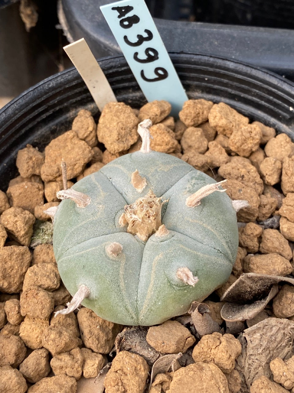 Lophophora williamsii Texana size 3-4 cm own root