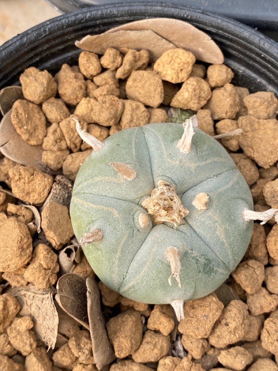 Lophophora williamsii Texana size 3-4 cm own root