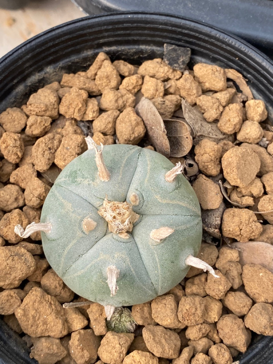 Lophophora williamsii Texana size 3-4 cm own root