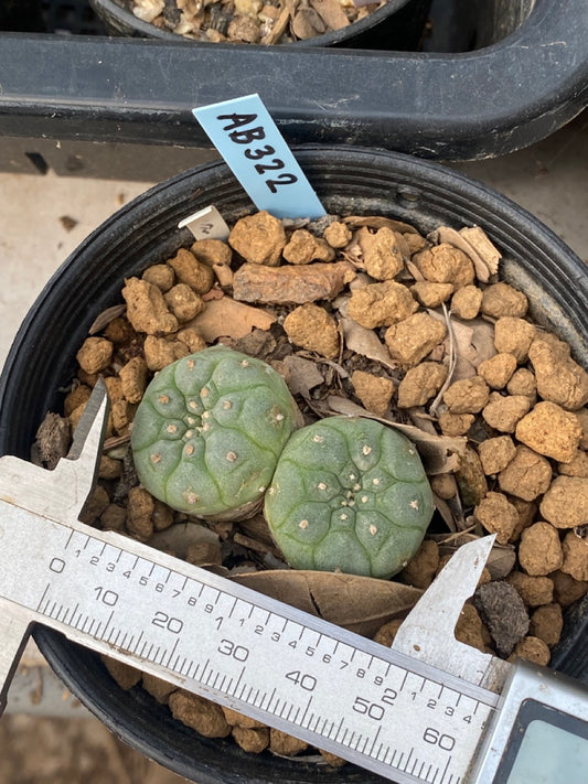 Lophophora williamsii twin size 3-4 cm own root