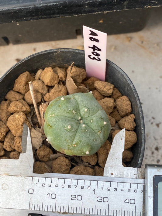 Lophophora williamsii Texana size 3-4 cm own root