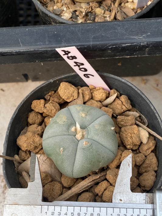 Lophophora williamsii Texana size 3-4 cm own root