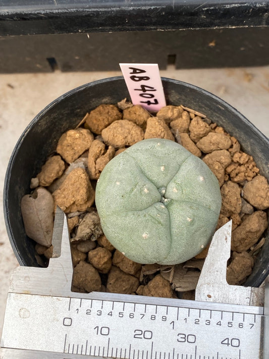 Lophophora williamsii Texana size 3-4 cm own root