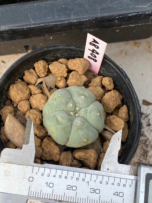 Lophophora williamsii Texana size 3-4 cm own root