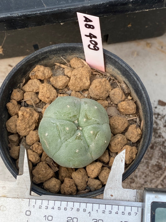 Lophophora williamsii Texana size 3-4 cm own root