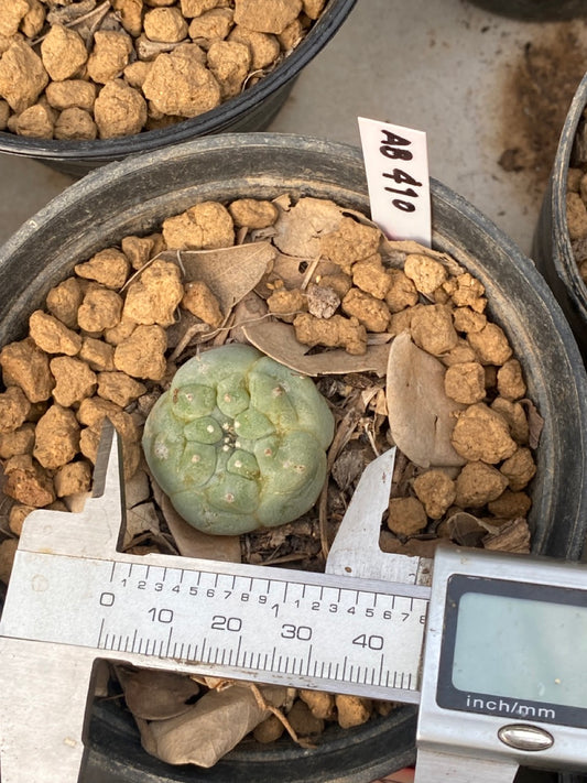 Lophophora williamsii Texana size 3-4 cm own root