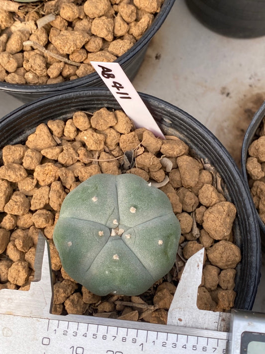 Lophophora williamsii Texana size 3-4 cm own root