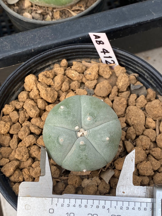 Lophophora williamsii Texana size 3-4 cm own root