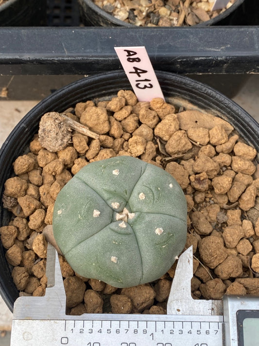 Lophophora williamsii Texana size 3-4 cm own root