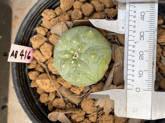 Lophophora williamsii size 3-4 cm own root