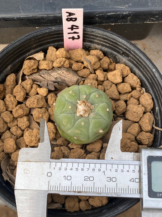 Lophophora williamsii size 3-4 cm own root