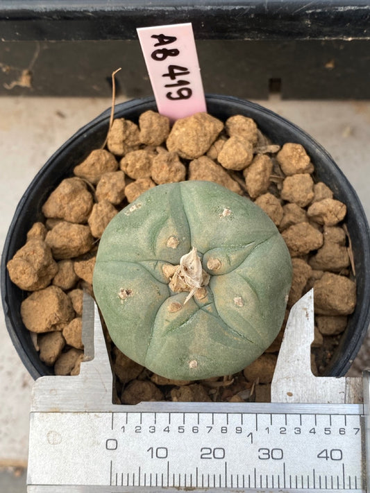 Lophophora williamsii size 3-4 cm own root