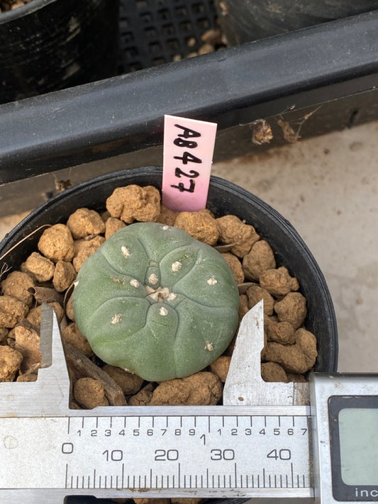 Lophophora williamsii size 3-4 cm own root