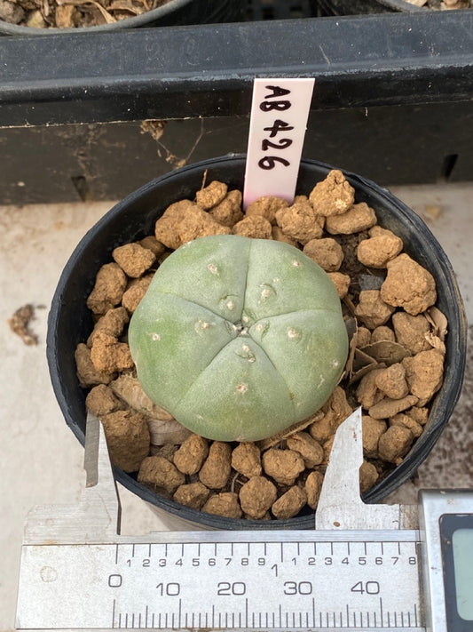 Lophophora williamsii size 3-4 cm own root