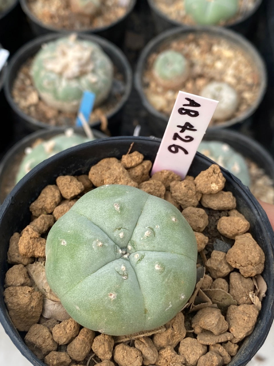 Lophophora williamsii size 3-4 cm own root