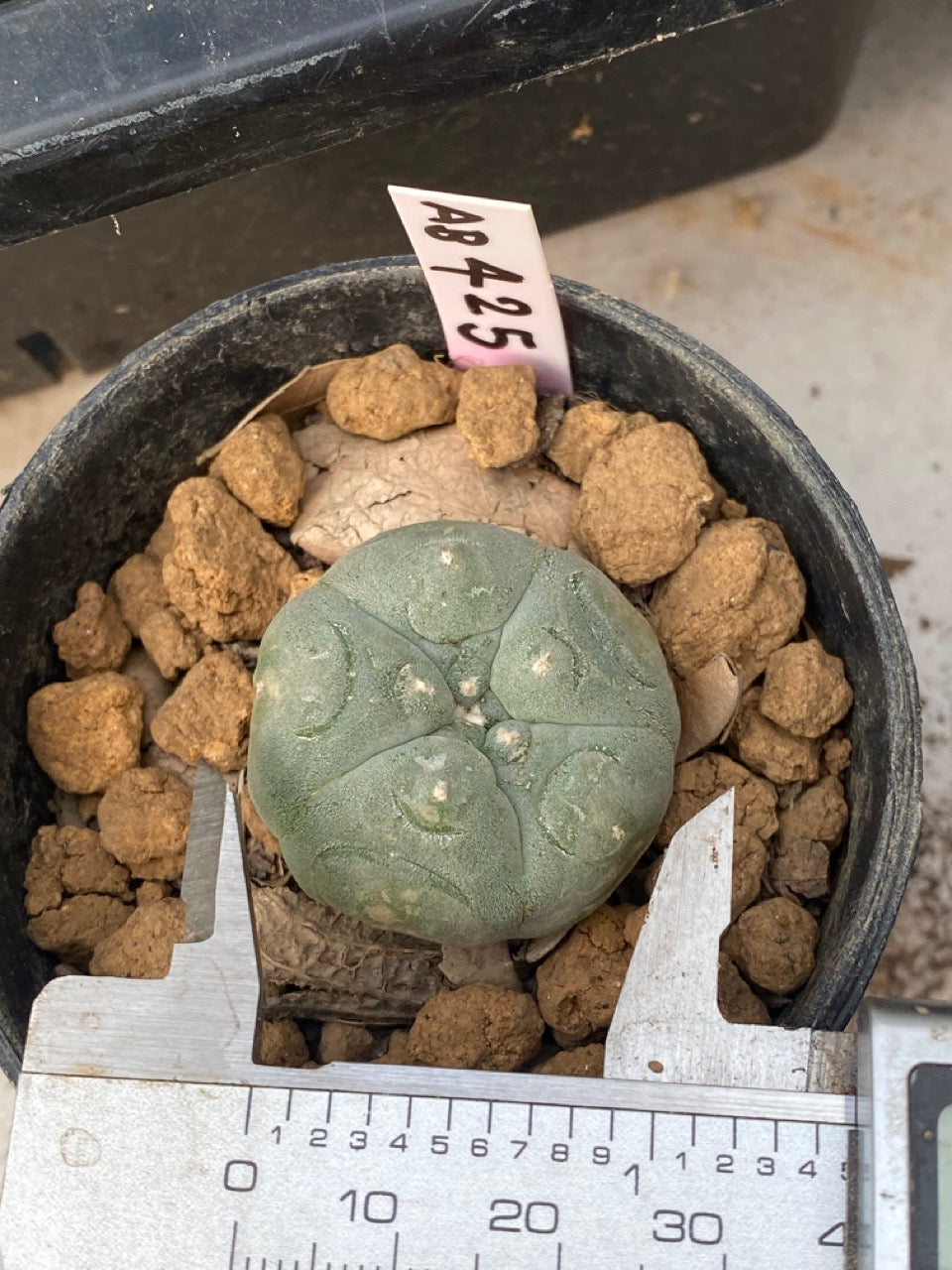 Lophophora williamsii size 3-4 cm own root
