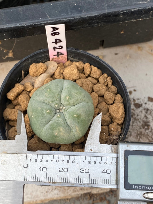 Lophophora williamsii size 3-4 cm own root